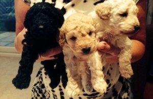 poodle toy negros y champang