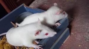 ratas blancas en venta