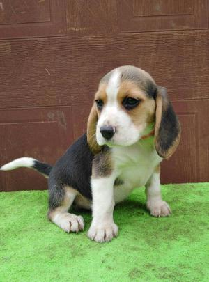 Beagle