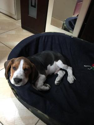 Beagle Cachorro, Lo Vendo Urgentemente..