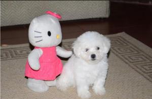 Bichon Frise