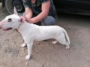 Bull Terrier