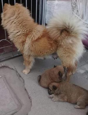 CACHORROS CHOW CHOW