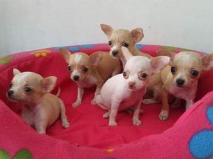 CHIHUAHUA CABEZITA DE MANZANA RAZA TOY