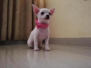 Cachorra Chihuahua de 2 meses