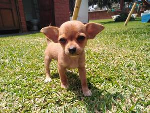 Cachorritos Chihuahua S/.