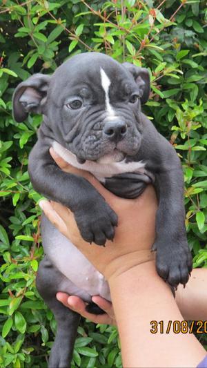 Cachorro Macho Y Hembra American Bully