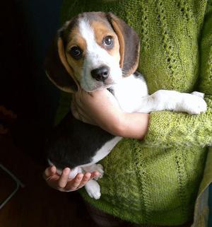 Cachorros Beagle Tricolor Hembras