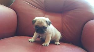 Cachorros Pug Carlinos