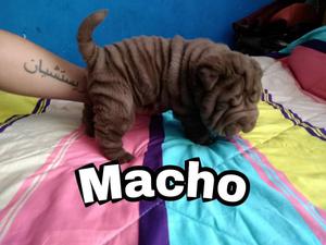 Cachorros Sharpei