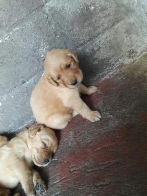 GOLDEN RETRIEVER CACHORROS 500 SOLES