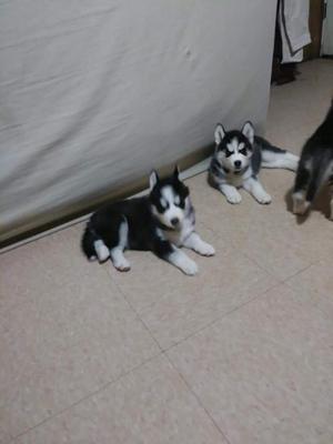 Huskies