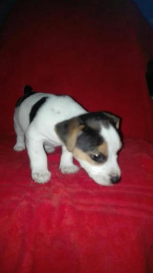 Jack Russell Cachorros 800 Soles