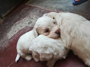 Lindos Cachorritos