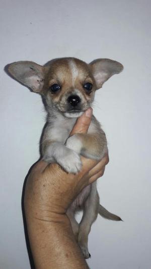 Lindos Chihuahuas Foto Real Machos
