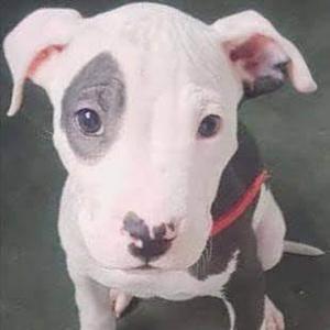 Pitbull terrier hembra 3 meses con vacunas completas