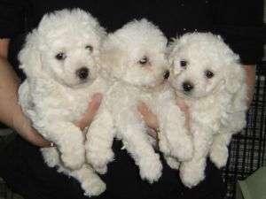 Poodle Miniaturas Caniches Blancos hermozos Cariñosos