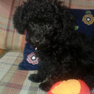 Poodle Toy