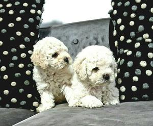 Poodle Toy Argentinos