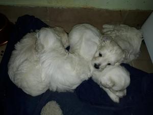 Poodles Caniches toy blancos blancos vacunados para mascota