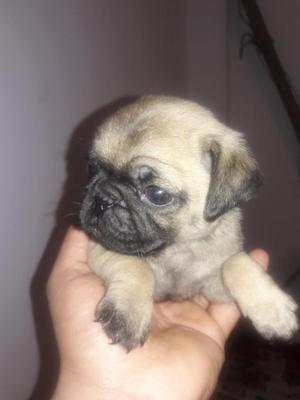 Pug Carliño