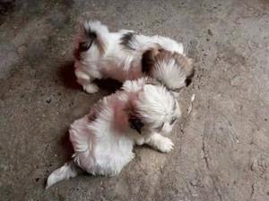 SHITZU CACHORRITOS PELUDITOS