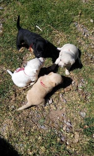 Se Vende Cachorros Raza Pekines