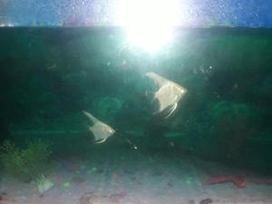 Se vende peceras
