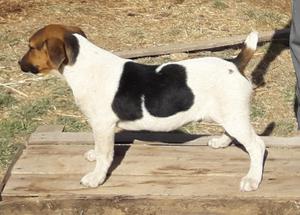 Servicio de Monta Jack Russell