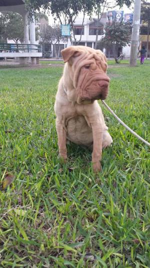 Sharpei