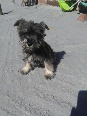 VENDO SCHNAUZER TOY