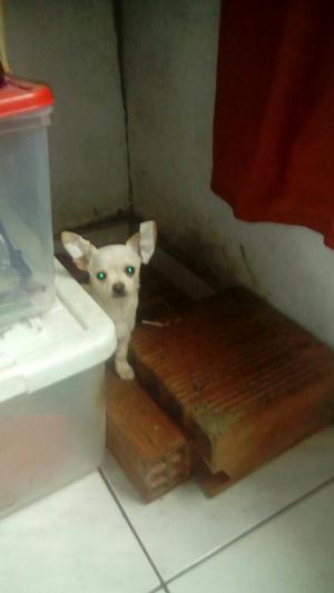 Vendo Chihuahua Machito
