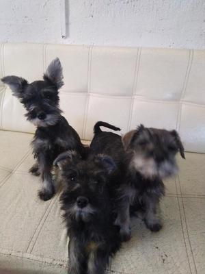 Vendo Lindos Cachorros Schnauzer Toy