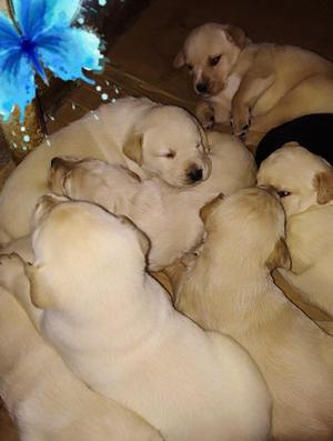 Vendo Perritos Raza Labrador