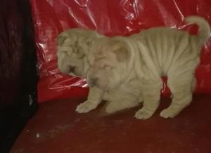 Vendo Sharpei