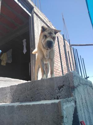 Vendo Sharpei