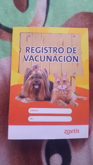 Venta de Cachorritos