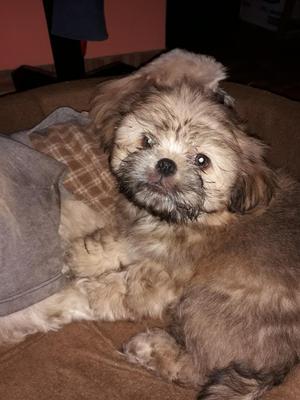 Venta de Perro Shih Tzu