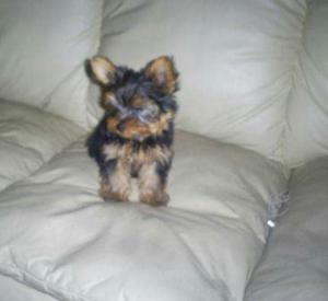 Yorkshire Terrier