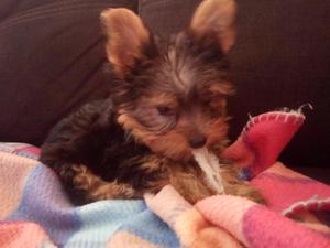 Yorkshire Terrier Toy