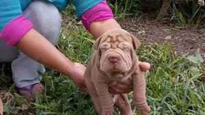 en Venta Hermosos Sharpei