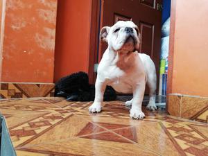 Bulldog ingls cachorro