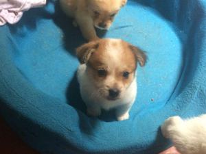 Cachorritos