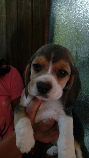 Cachorros Beagles Tricolor