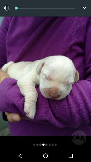 Cachorros Labrador dudley