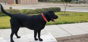 Cachorros Labradores