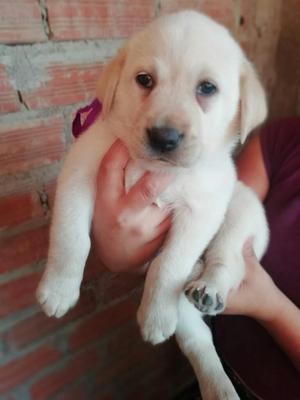 Cachorros Labradores