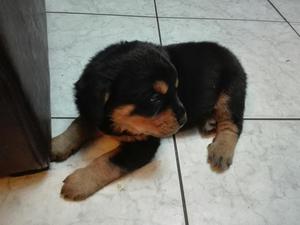 Cachorros Rottweiler