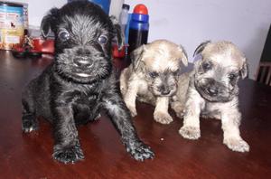 Cachorros Schnauzer