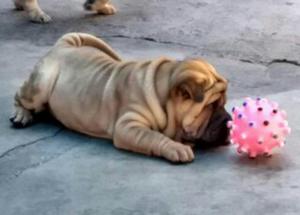 Cachorros Sharpei